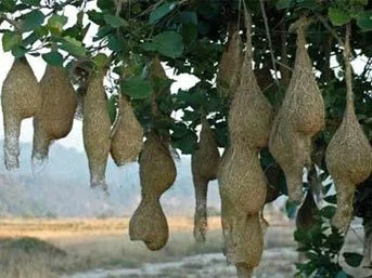 Tasarımlarıyla şaşırtan kuş yuvaları