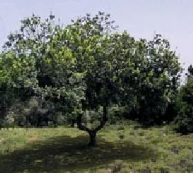 Ağaç kesen yaşlı kadına ev hapsi