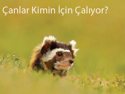 Çanlar kimin için çalıyor