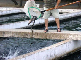 Deniz yok ama balık ihraç ediyorlar