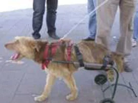 Ereğlililer en güzel kedi-köpeği seçti