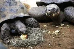 Galapagos kaplumbağası baba oluyor