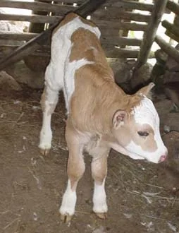 İran'da buzağı kopyalandı