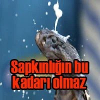 Kobra yılanları süt banyosu yaptı