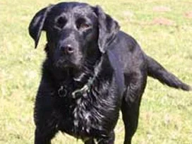 Köpeklerini bulmak için bunu yaptılar!