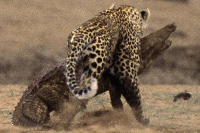 Leopar timsahı böyle avladı