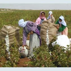 Mevsimlik işçiler insanca yol alacak
