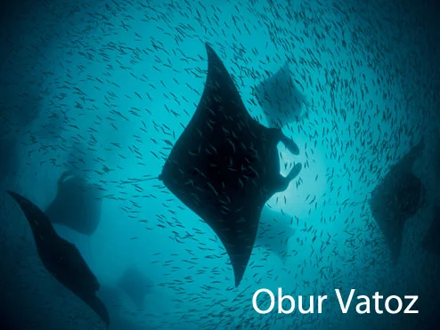 Obur vatoz