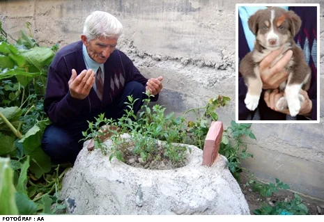 Ölen köpeği için helva yaptı
