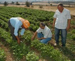 Organik gıda sağlıklı mı değil mi?