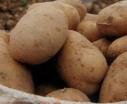 Patates üreticisinin yüzü gülüyor