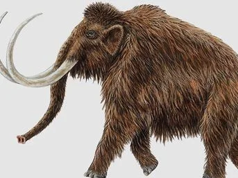 Rusya'da 30 bin yıllık mamut iskeleti bulundu