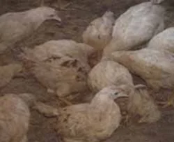 Sel sularında 4 bin tavuk telef oldu