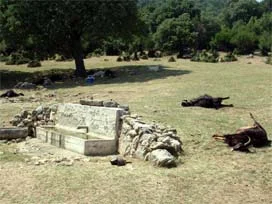Suya zehir katıp keçileri katlettiler