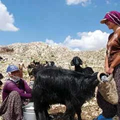 Toroslarda keçi azalınca peynir kıymete bindi
