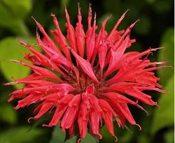 Bergamot otu uykusuzluk çekenler için bire bir