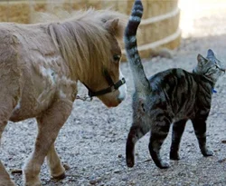 Böylesi görülmedi! Kedi kadar at
