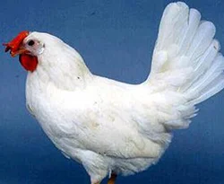Canlı tavuklarla kokain kaçırılıyormuş
