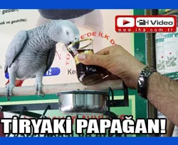 Çay tiryakisi papağan!