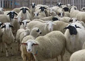 Dereden koyun geçirme şenliği