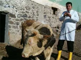 Kahramanmaraş'ta şarbon şüphesi