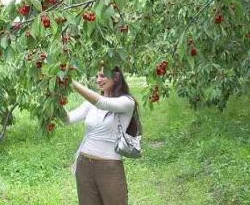 Kiraz bahçeleri arsa fiyatına satılıyor
