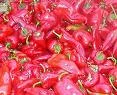 Maraş biberi rekor kıracak