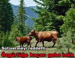 Özgürlüğe kaçan gebe inek vahşi sürü kurdu