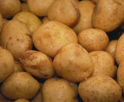 Patates tarlada 60, markette 180 kuruş