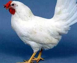 Piliç fiyatları zamlandı
