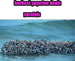 Sahile vuran tuhaf deniz yaratığı