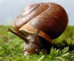 Salyangoz yumurtadaki yavrusuyla konuşuyor