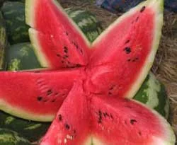 Trabzon'da karpuz üretiliyor