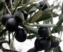 Zeytin, üreticisinin yüzünü güldürecek
