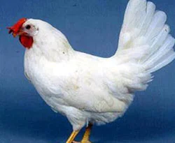 AB'ye beyaz et ihracatı başladı