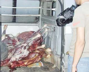 Adana'da "eşek eti" operasyonu