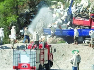 Arılar yol bastı