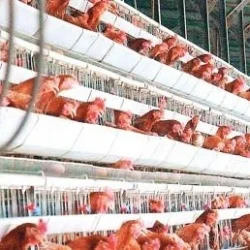Beyaz et üreticileri 24 saat denetlenecek