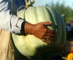 Bu kabak tam 70 kilo