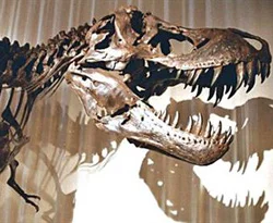 Dinozorları boğaz enfeksiyonu mu yok etti?