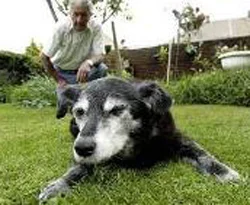 Dünyanın en yaşlı köpeği öldü