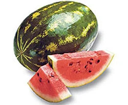 Güz kavunu ve karpuzu tarlada kaldı