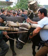 Hayvanlara işkence şenliği