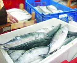 Karadeniz'de istavrit ve palamut bolluğu