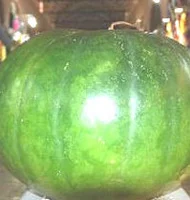 Karpuzu görenler şaşkına dönüyor