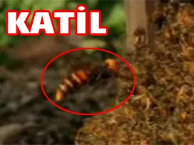 Katil eşek arılarının bal arısı katliamı
