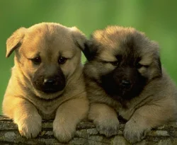 Köpeklerin ana vatanı 'Çin'
