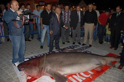 Marmara'da dev köpekbalığı sürprizi