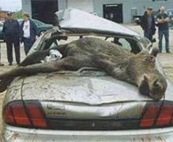 Otomobilin üzerine geyik düştü: 4 yaralı