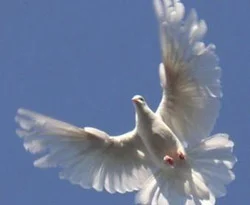 Pekin'de güvercin uçurtmak yasaklandı